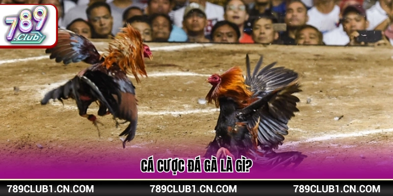 Giải thích hình thức cược đá gà